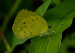 Eurema hecabe