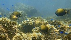 Acanthurus maculiceps