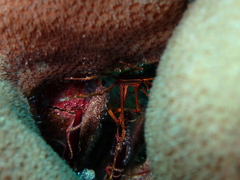 Stenorhynchus debilis