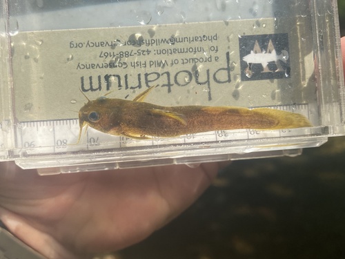 Caddo madtom (Noturus taylori) — Ictaluridae — 4