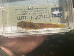Noturus taylori