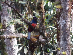 Trogon surrucura