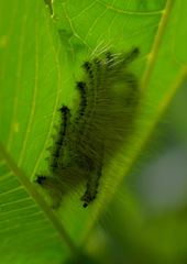 Lepidoptera