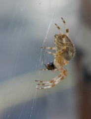 Araneus diadematus
