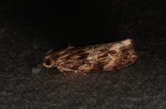 Phaecasiophora confixana