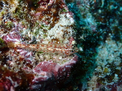 Coryphopterus urospilus