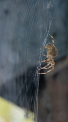 Araneus diadematus