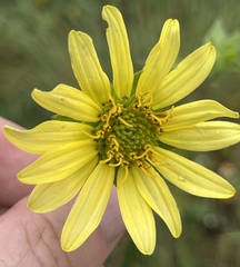 Silphium mohrii
