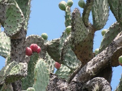 Opuntia hyptiacantha