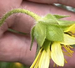 Silphium mohrii