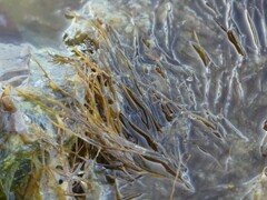 Desmarestia aculeata