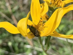 Acmaeodera resplendens