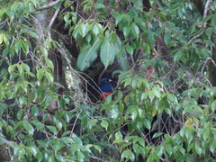 Trogon surrucura