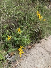 Acmaeodera resplendens