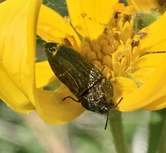 Acmaeodera resplendens