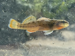 Etheostoma radiosum