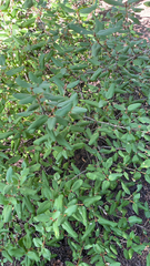 Shepherdia canadensis