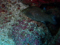 Canthigaster janthinoptera