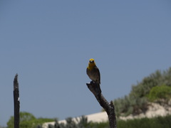Ploceus sakalava