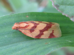 Clepsis pallidana