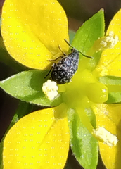 Acanthoscelides alboscutellatus