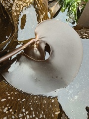 Laminaria setchellii