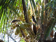 Acridotheres tristis
