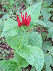 Spigelia longiflora