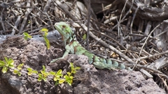 Iguana iguana melanoderma