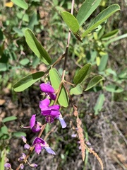 Desmodium cinerascens