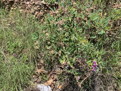 Desmodium cinerascens