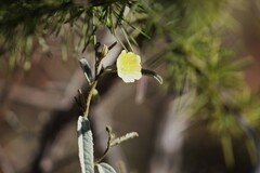 Sida petrophila