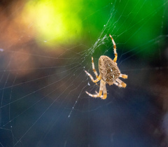 Araneus diadematus