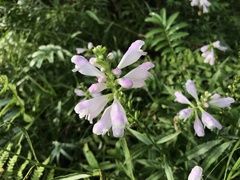 Physostegia leptophylla