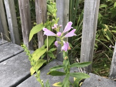 Physostegia leptophylla