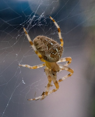 Araneus diadematus