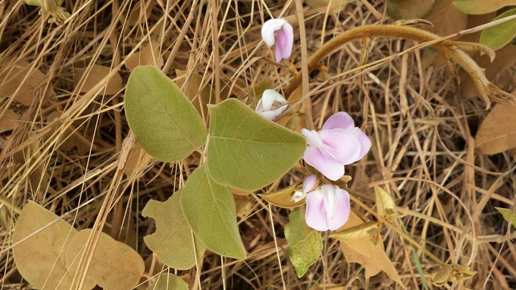 Canavalia madagascariensis