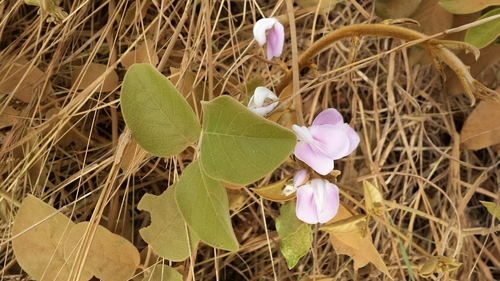 Canavalia madagascariensis