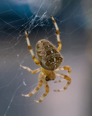 Araneus diadematus