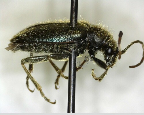 iNaturalist observation photo of Brachysomida californica