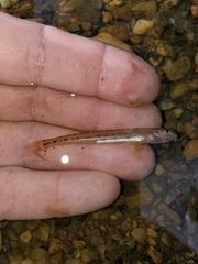 Ammocrypta pellucida