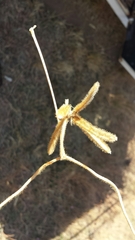 Calopogonium mucunoides