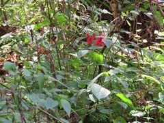 Spigelia longiflora