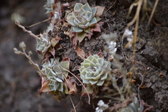 Graptopetalum sinaloensis
