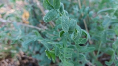 Oxytropis sordida