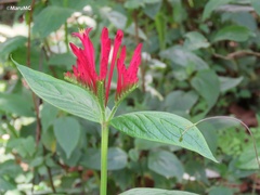 Spigelia longiflora