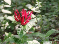 Spigelia longiflora