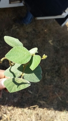 Calopogonium mucunoides