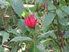 Spigelia longiflora