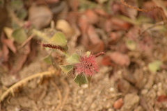 Acalypha monostachya